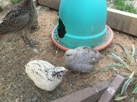F3220579-8D87-4AB8-953D-18E58AD7283C.jpeg