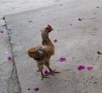 mychick.jpg