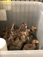 keets.jpg