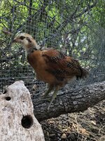 3D7534E8-D66C-48C4-8A36-3576C0F1BD76.jpeg