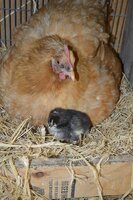pauly the chick.jpg