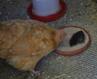 Maggie teaching Pauly to eat.jpg