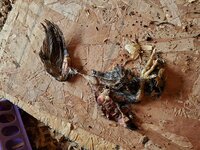 eaten bird.jpg eaten bird.jpg