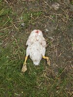 20190623_094301.jpg