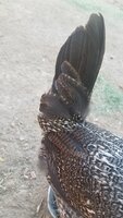 20190623_172132.jpg