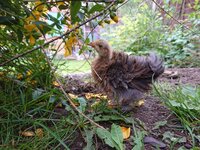 DSC_1354.JPG