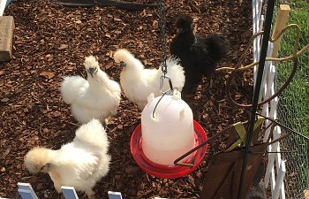 4 silkies.jpg