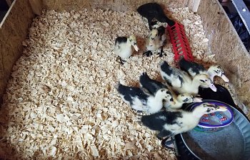Keeping my wood brooder floor dry.