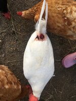8D8AD684-52AB-4930-81E0-F00EE46CCEBB.jpeg