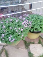 IMG_20190625_202557.jpg