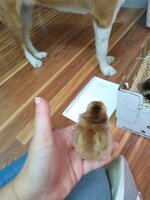 IMG_20190626_081641916.jpg