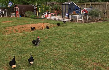 cropped-backyard-blooming-4.jpg