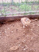IMG_20190627_082330.jpg