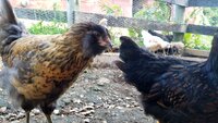 VideoCapture_20190627-103512.jpg