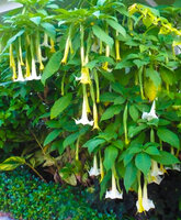 trumpet flowers.jpg trumpet flowers.jpg