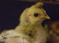 the  orphan 6-27.jpg