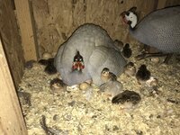 IMG_1990.JPG