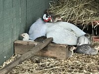 IMG_2054.JPG