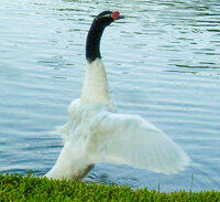 black neck swan 1.jpg