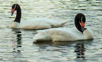 black neck swan 2.jpg