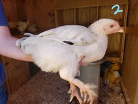 chick.2.jpg
