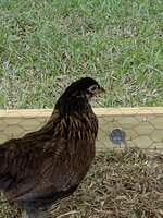 01CB5262-62EF-43AD-9C21-A1B1565967E6.jpeg