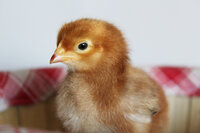 Chick 3.jpg