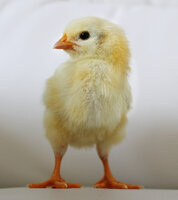 Chick 4.jpg