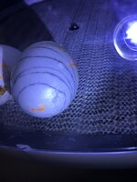 269AE393-72B1-489B-9652-3FB4570E5E08.jpeg