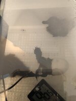 BE2D821E-5F47-405E-A0C4-BCECD58DC4B0.jpeg
