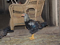 DSCN1442.JPG