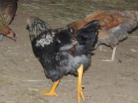 DSCN1451.JPG