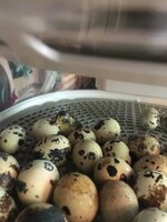 0C71710E-077B-4826-A627-FF9194AA3D2A.jpeg