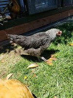 IMG_20190705_120820_309.jpg