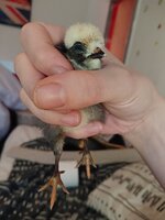 DSC_1266.JPG