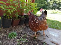 IMG_20190707_153808.jpg