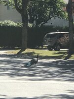 50678F29-9F51-4B83-9725-EA157B2ED6B9.jpeg