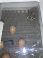78AA885B-C0BD-4172-9108-75B12B373E86.jpeg