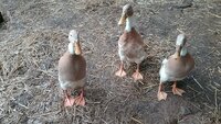 20180725_141410.jpg