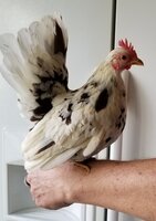 calico hen.jpg