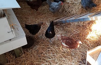 20190625_055229.jpg 20190625_055229.jpg