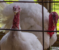 Jasper Fair turkey pair.jpg