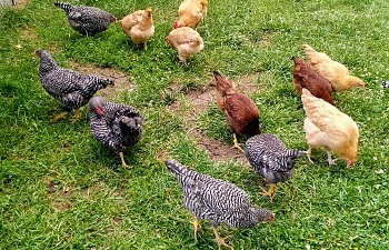 FLOCK 1.jpg