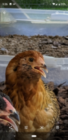 Screenshot_20190710-152630.png