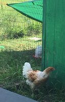 D0140FCE-0CB6-4155-857E-AA6946DB83AC.jpeg