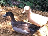 IMG_3768.JPG
