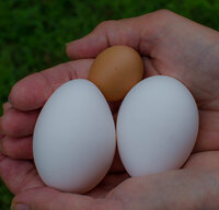 fairy egg  w 2 big.jpg