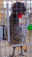 Vernon fair 1.jpg