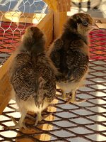 Chicks.JPG