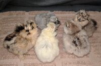 Silkie Chicks Hatched 7-6-19.jpg